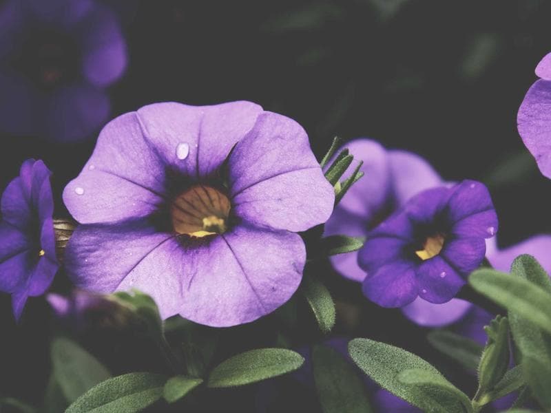 A Beginner's Guide to Sales : What You Need to Know (Vol. 6)