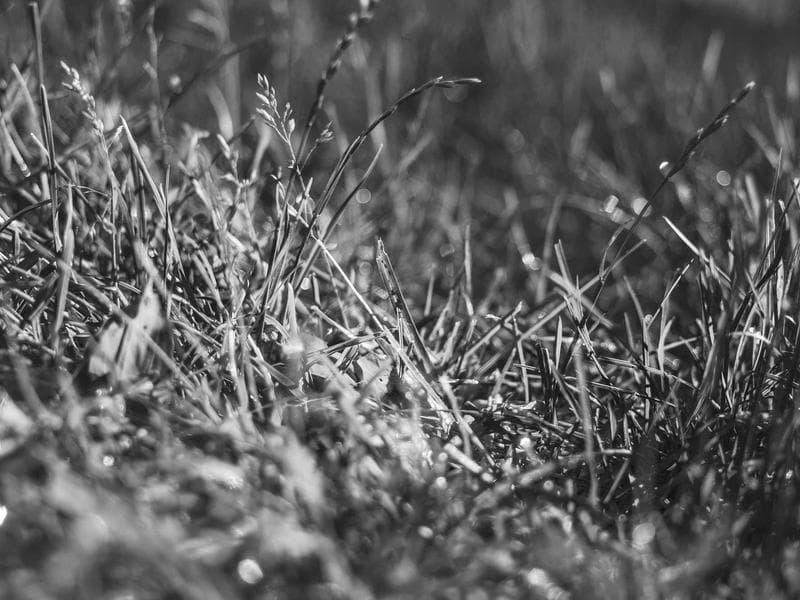 Improving Your Nutrition and Longevity (Edition 14)