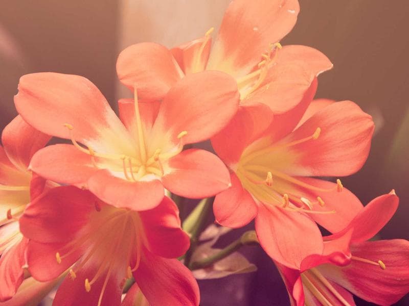 Improving Your Nutrition and Longevity (Edition 15)