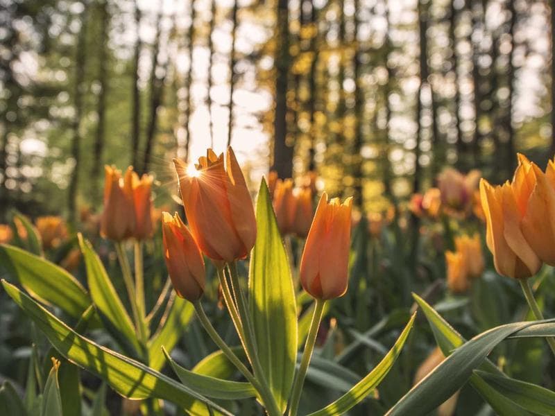 Preparing Your Website for Voice Search Revolution