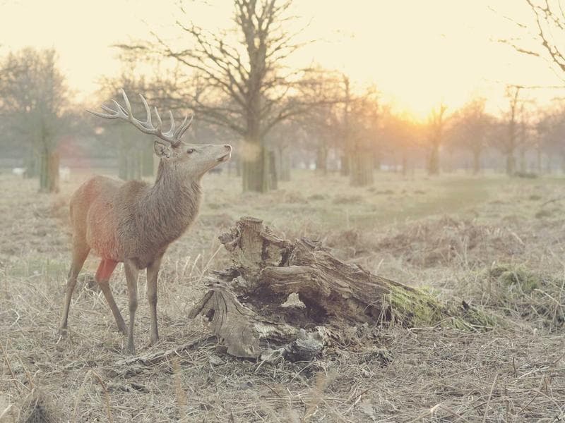 Strategies for Insurance : A Comprehensive Guide (Series 17)