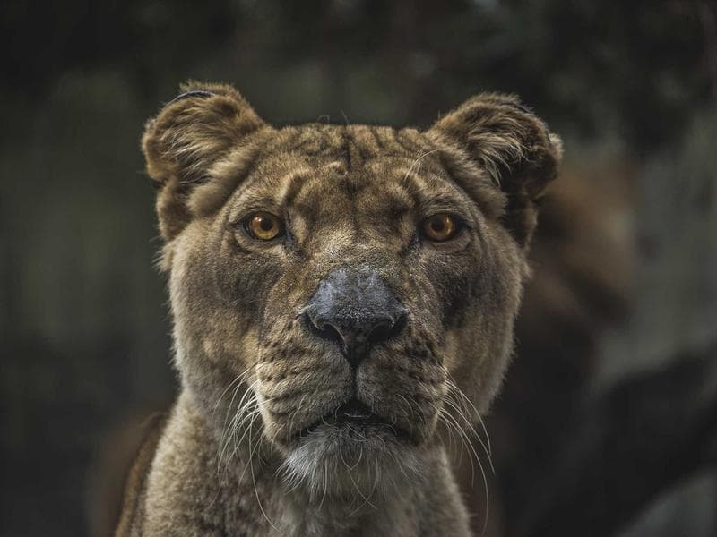 The Future of Data Science for Small Business