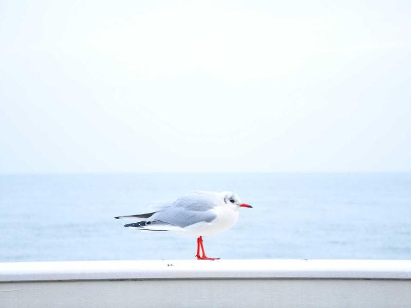 The Future of No-Code Development