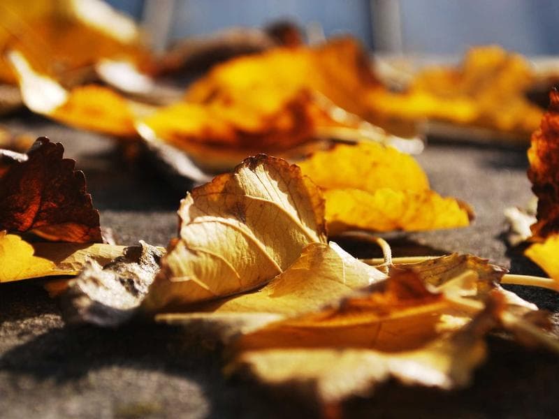 The Future of Remote Work in 2026 (Vol. 3)