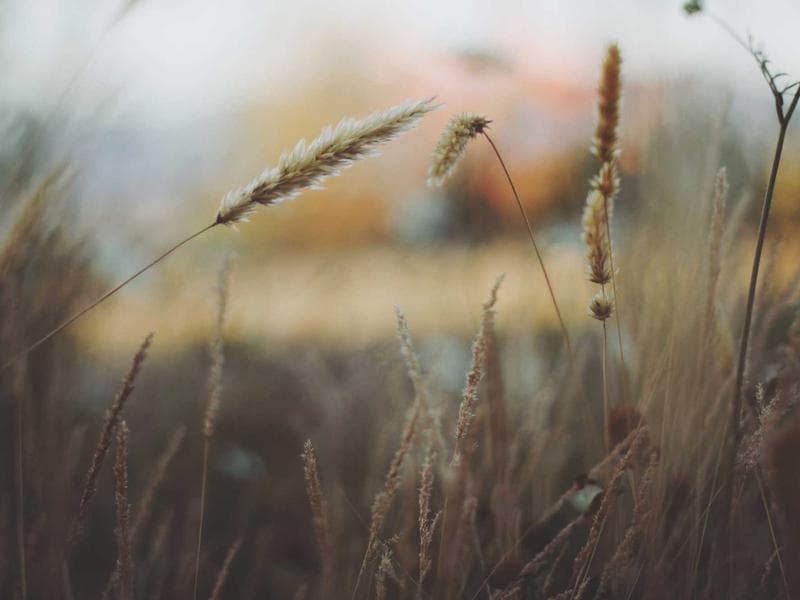 The Impact of AI for Beginners