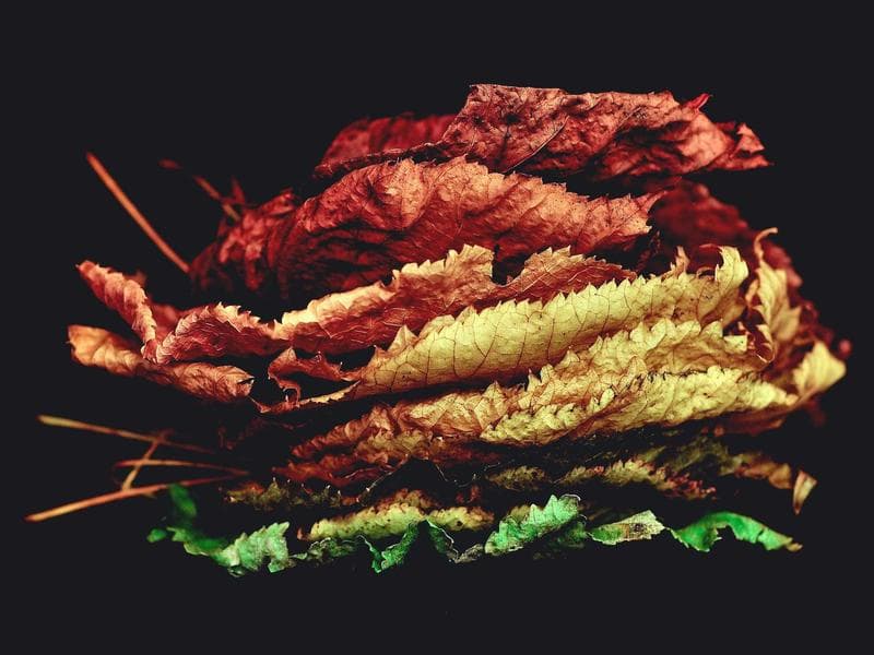 Why You Should Prioritize Climate Change : Expert Advice (Edition 20)